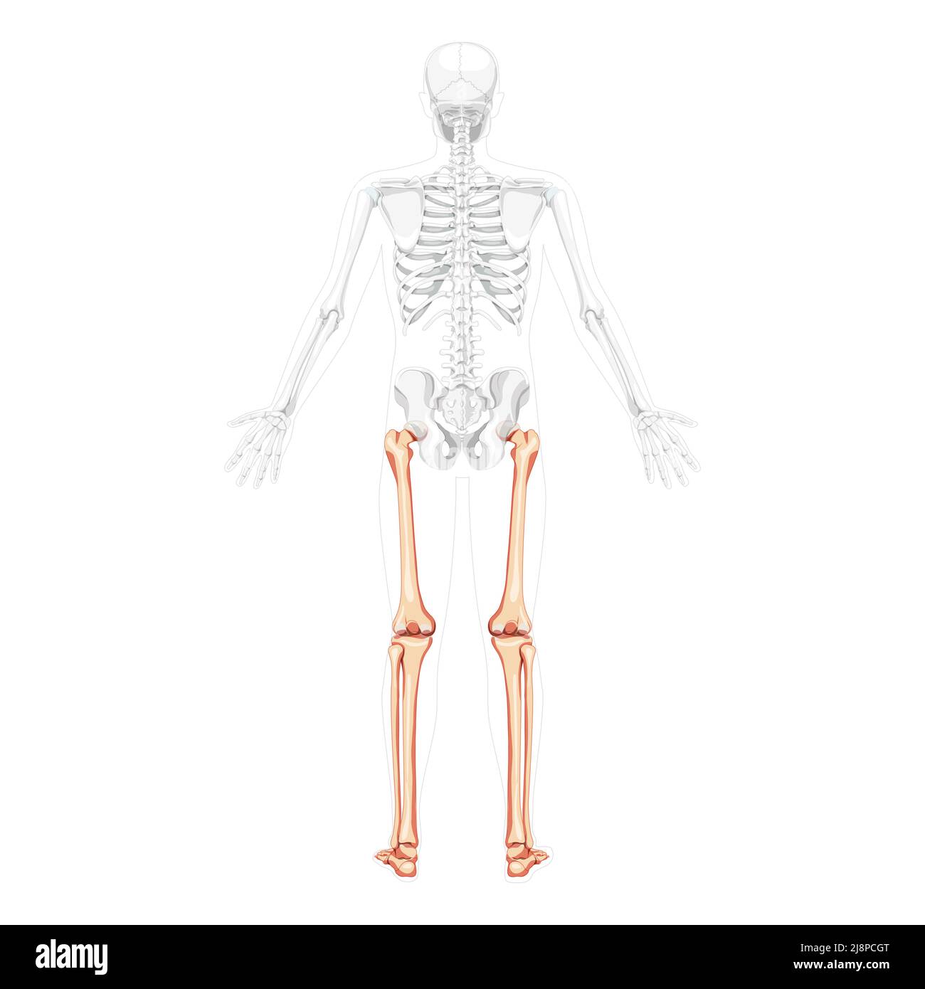 Scheletro cosce e gambe arto inferiore Vista posteriore umana con due bracci pose con una posizione delle ossa parzialmente trasparente. Rotula, fibula, piedi realistico concetto piatto Vector illustrazione di anatomia isolata Illustrazione Vettoriale