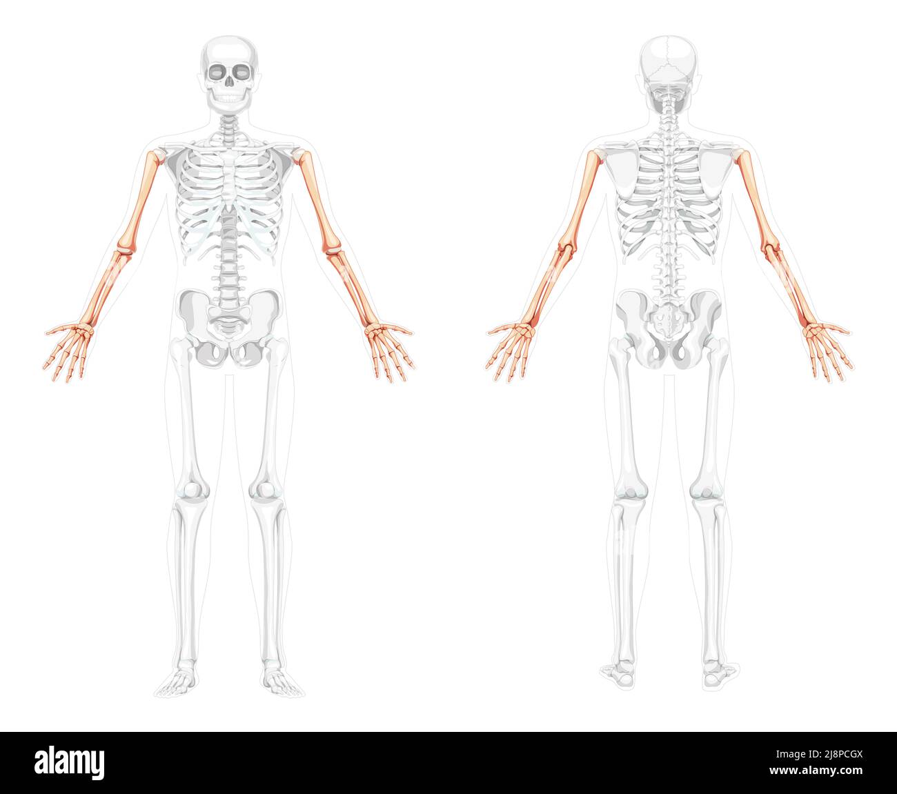 Scheletro Arms Vista posteriore anteriore umana con due bracci aperti pose con una posizione delle ossa parzialmente trasparente. Set di mani, avambracci immagine vettoriale piatta realistica dell'anatomia isolata su sfondo bianco Illustrazione Vettoriale