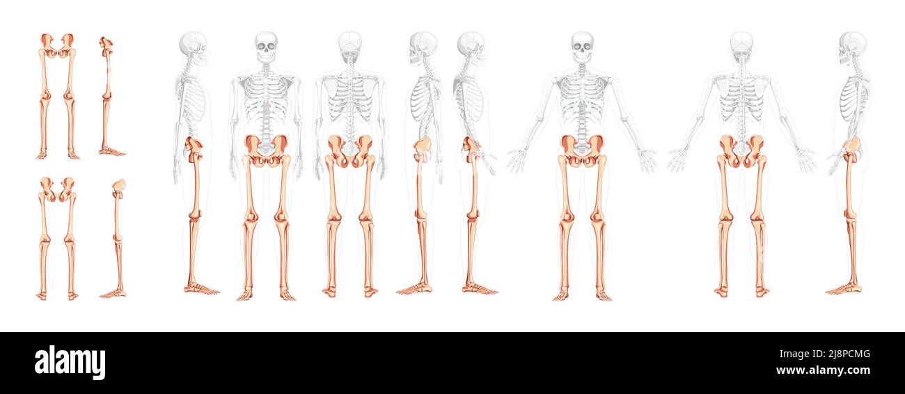 Set di arti inferiori Pelvi umano, gambe, cosce piedi, caviglie scheletro vista laterale anteriore posteriore con posizione del corpo parzialmente trasparente. Correzione anatomica 3D rappresentazione grafica vettoriale piatta realistica di isolato Illustrazione Vettoriale
