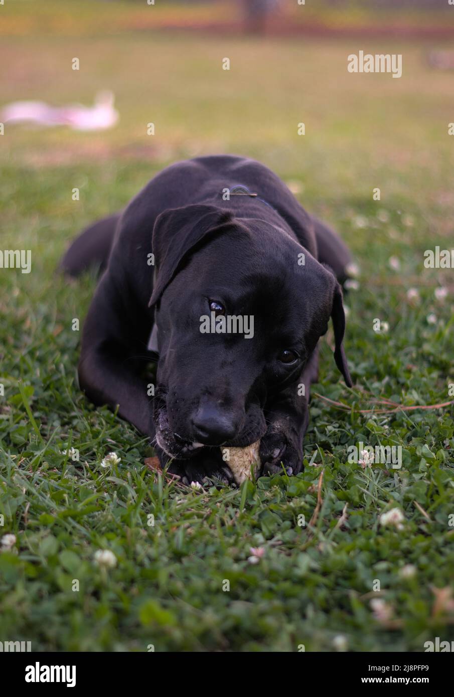 Carino cucciolo nero masticare un osso in erba. Foto Stock