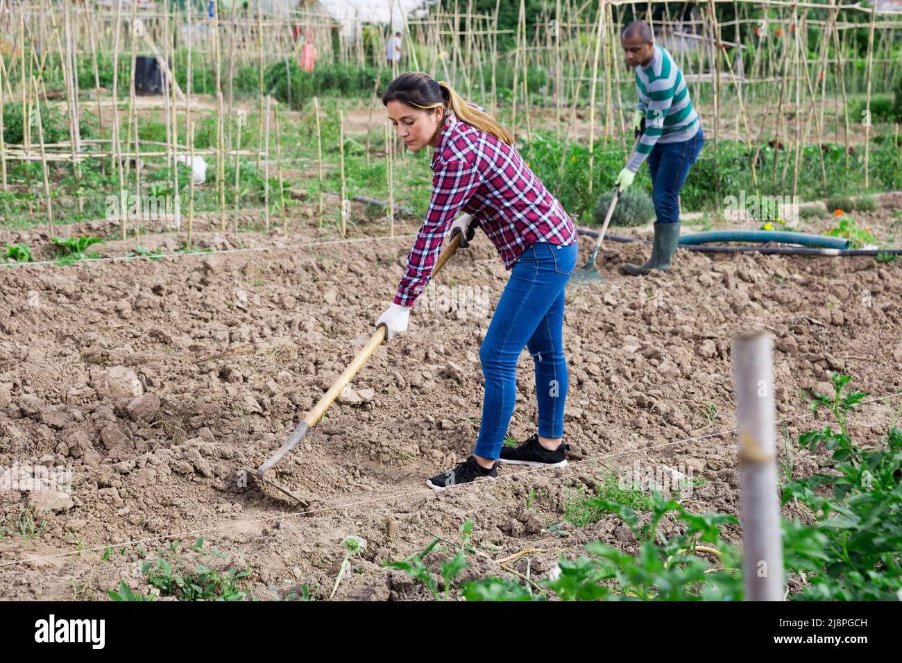 Team di agricoltori lavorano insieme sui letti con zappa Foto Stock