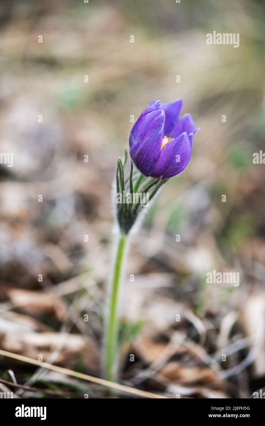 Pulsatilla vulgaris uno dei primi pastqueflower apparso in primavera, fuoco selettivo. Prato anemone bellissimo fiore selvatico, primo piano. Foto Stock