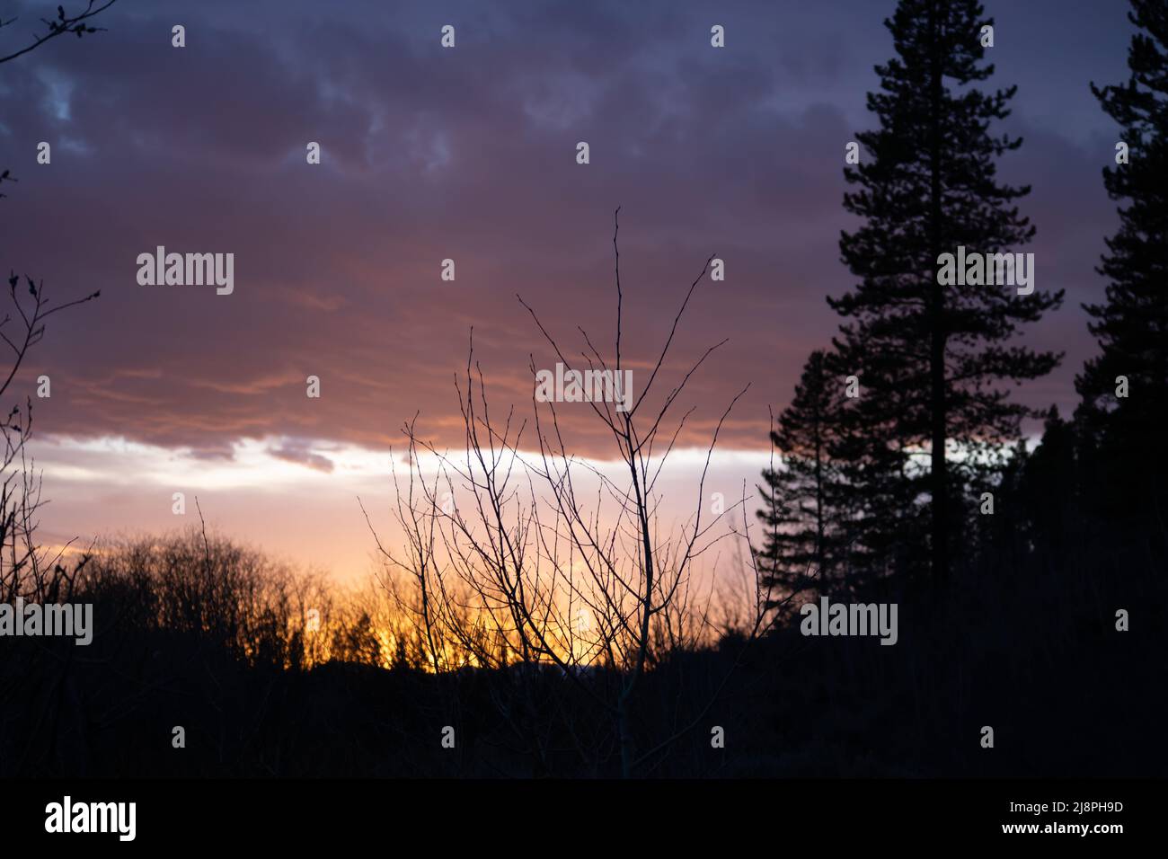 Un tramonto allo state Forest state Park in Colorado dipinge il cielo con pinte e arance dietro una silhouette di alberi e rami Foto Stock