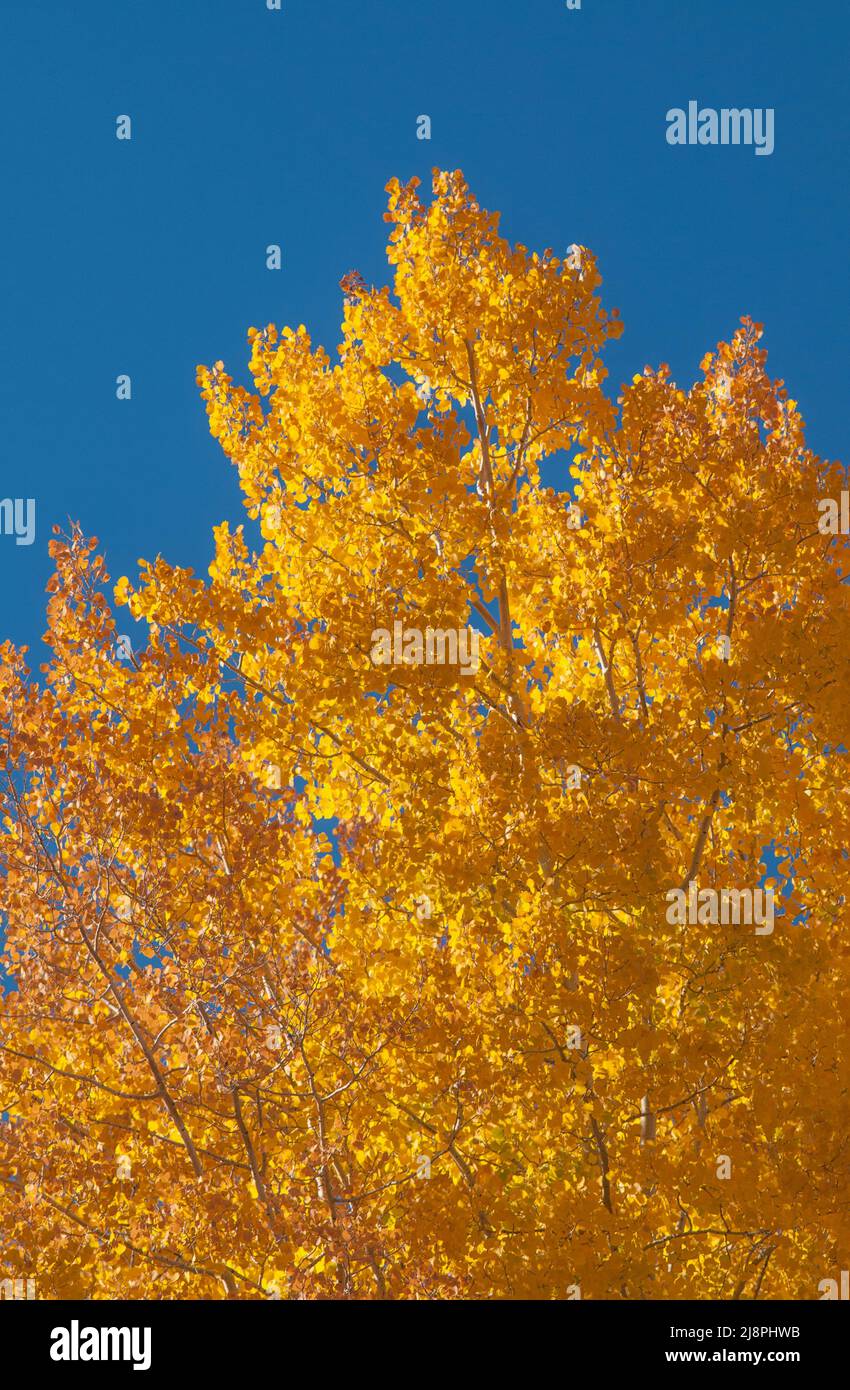 Un albero di aspen in autunno Foto Stock