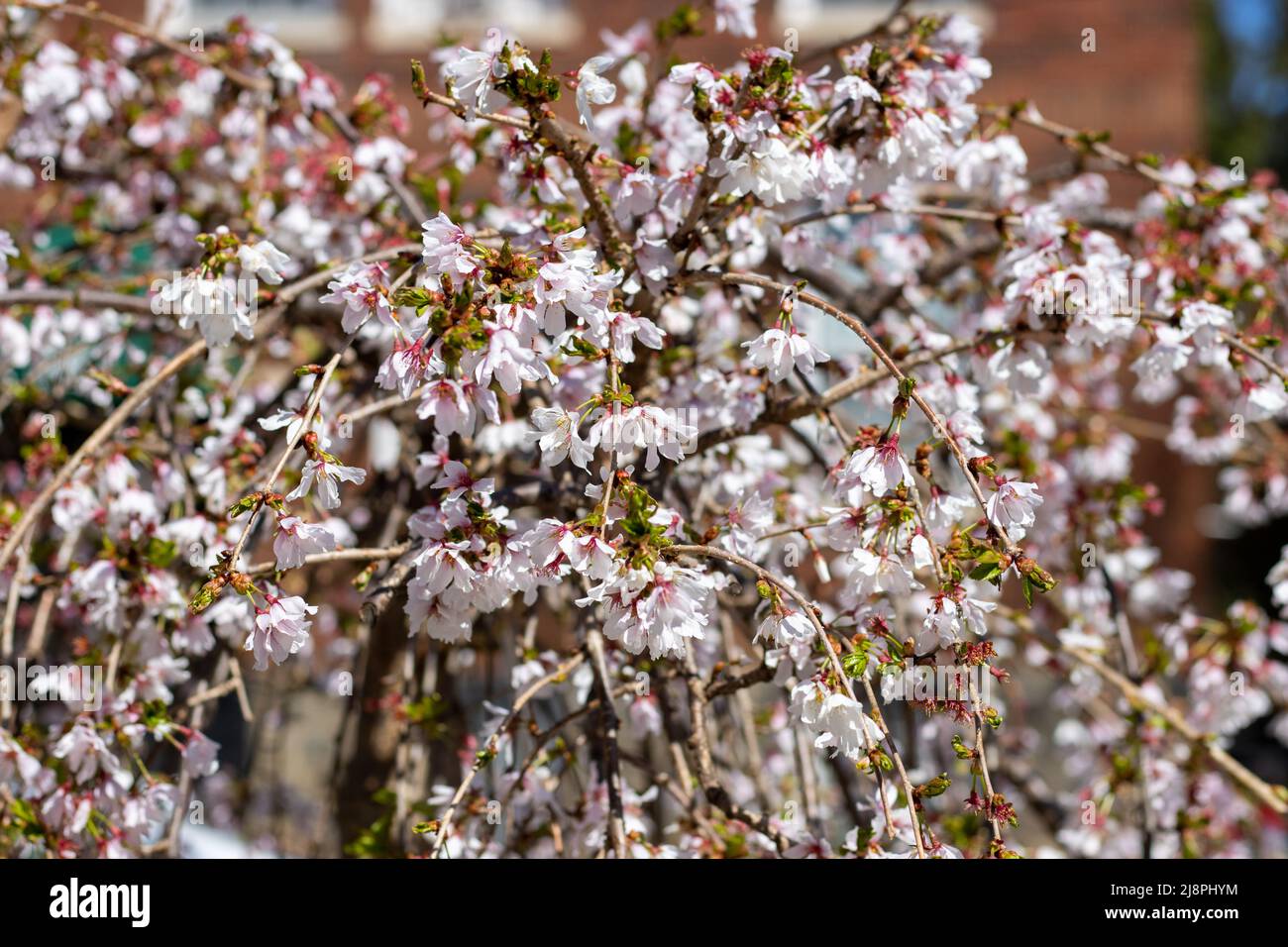 Piangendo Cherry Blossom Tree Close Up Foto Stock
