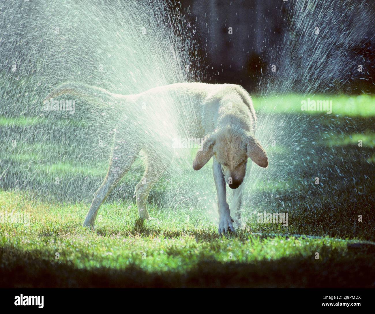 Un cane e un prato irrigatore Foto Stock