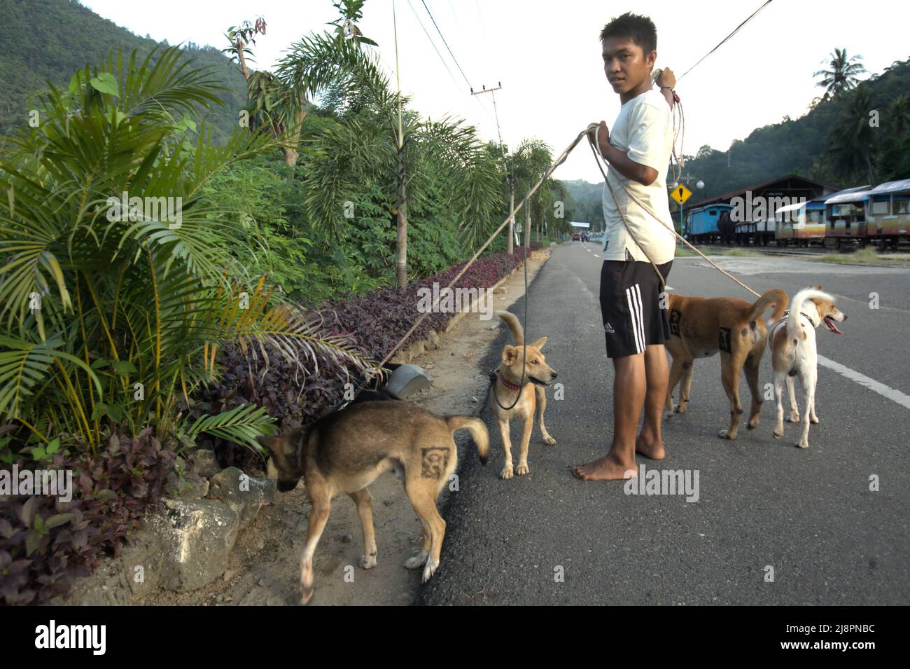 Ritratto di un giovane uomo con un pacco di cani da caccia a Sawahlunto, Sumatra Occidentale, Indonesia. Foto Stock Ritratto di un giovane uomo con un pacco di cani da caccia a Sawahlunto, Sumatra Occidentale, Indonesia. Foto Stock