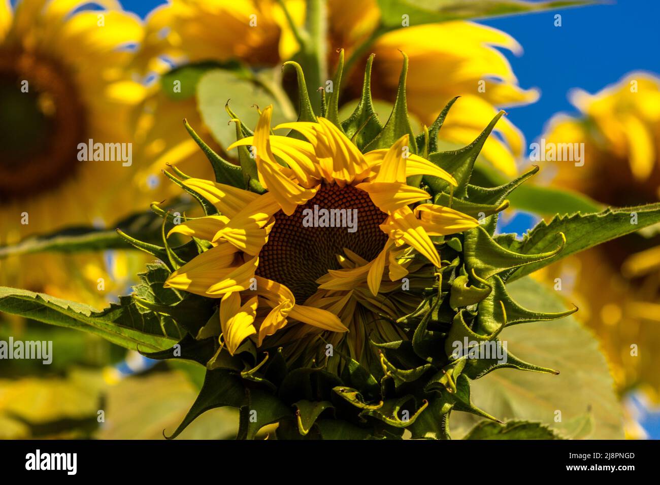 Girasole comune (Helianthus annuus) coltivato come coltura per il suo olio commestibile e seme commestibile in Brasile Foto Stock