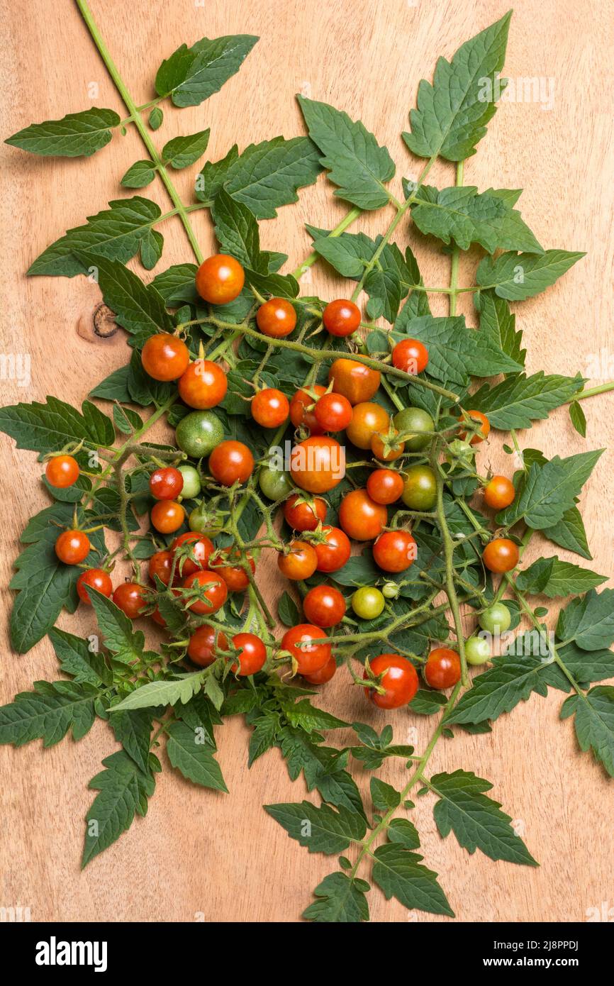 pomodori ciliegini appena raccolti con foglie su una superficie di legno, presi dall'alto Foto Stock