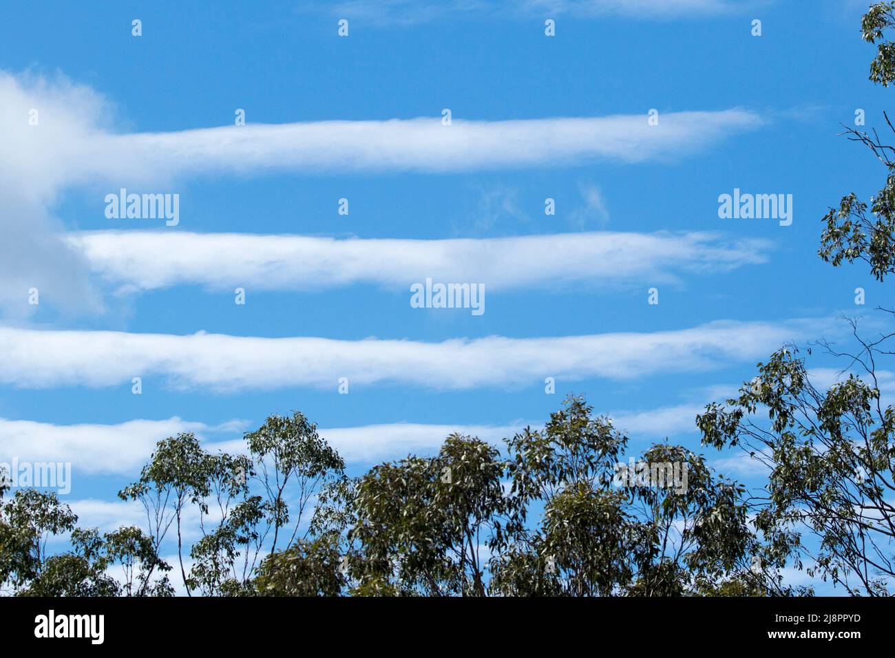Nubi lenticolari bianche a strisce orizzontali nel cielo blu sulle cime degli alberi di eucalipto in autunno in Australia Foto Stock