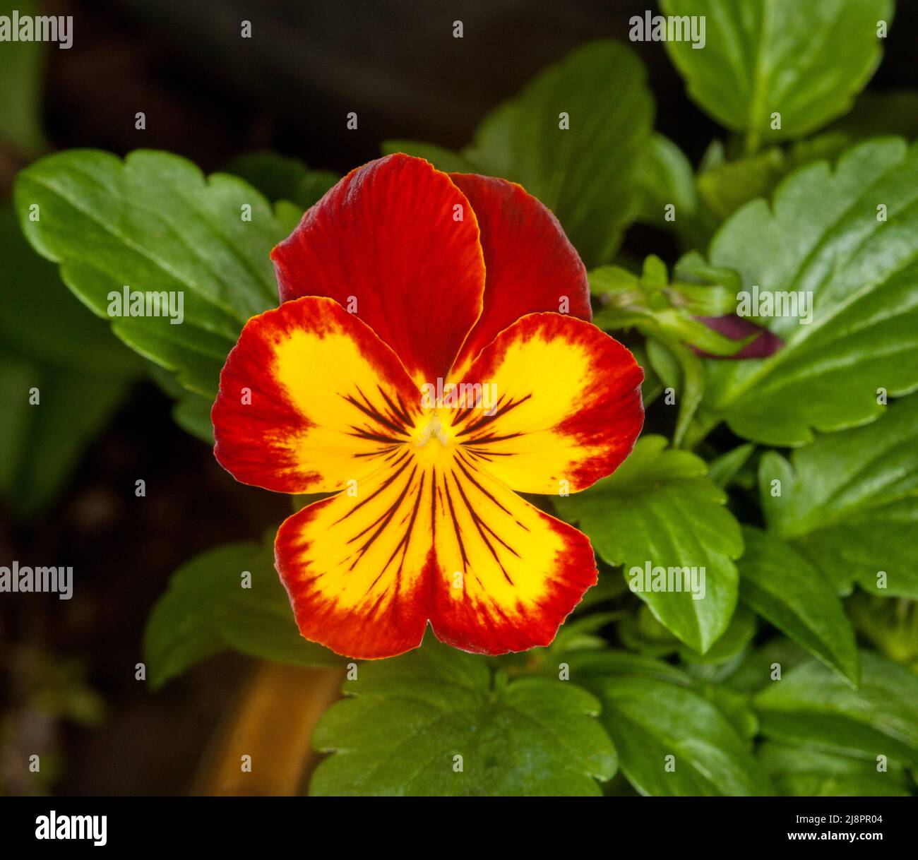 Bello rosso vivo e giallo fiore di Pansy / viola, una pianta giardino annuale, sullo sfondo di foglie verdi brillanti Foto Stock