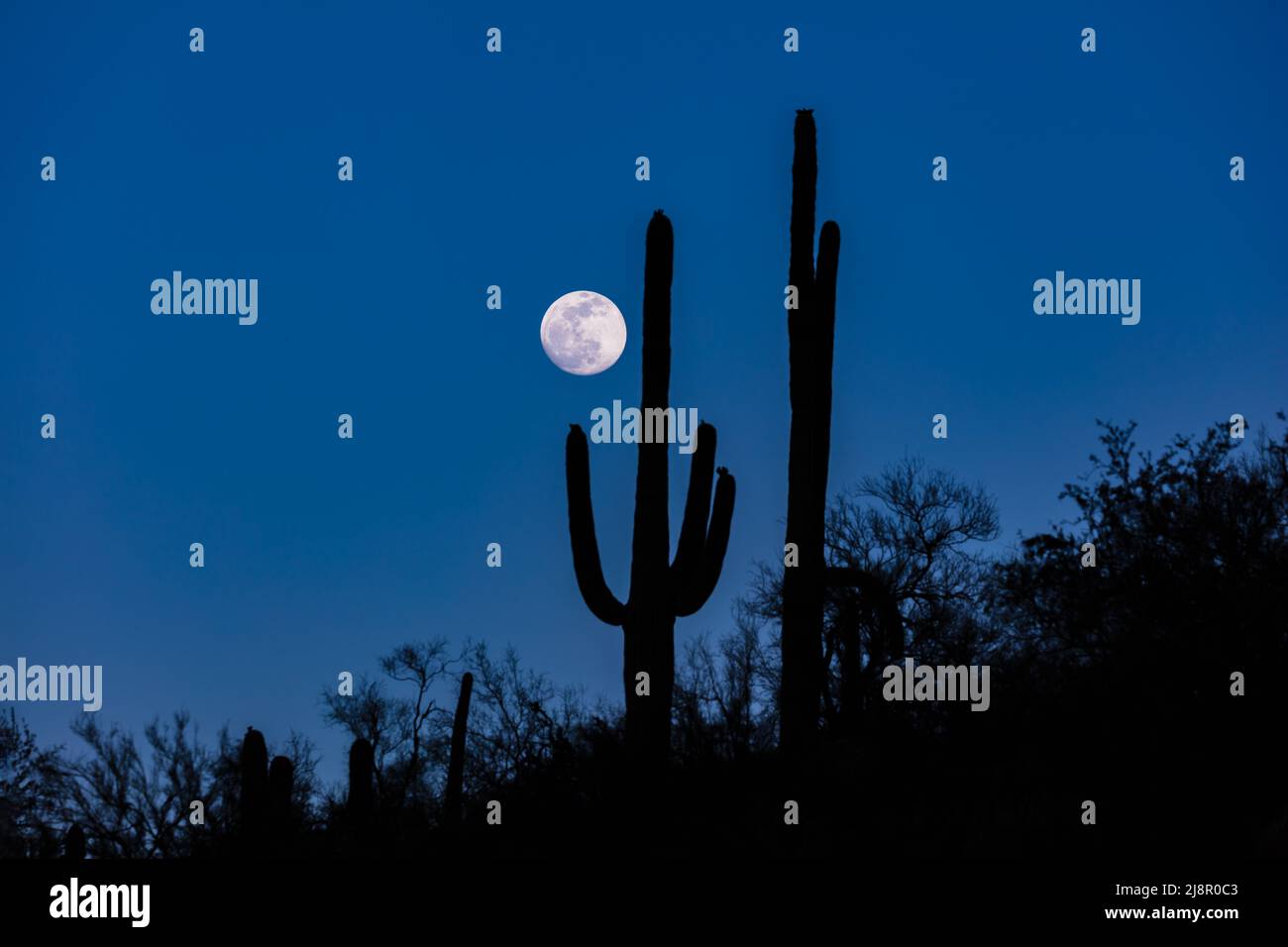 Luna piena che sorge accanto alla silhouette di saguaro cactus, braccia sunlodate. Nel deserto di sonora dell'Arizona. Cielo blu profondo sullo sfondo. Foto Stock