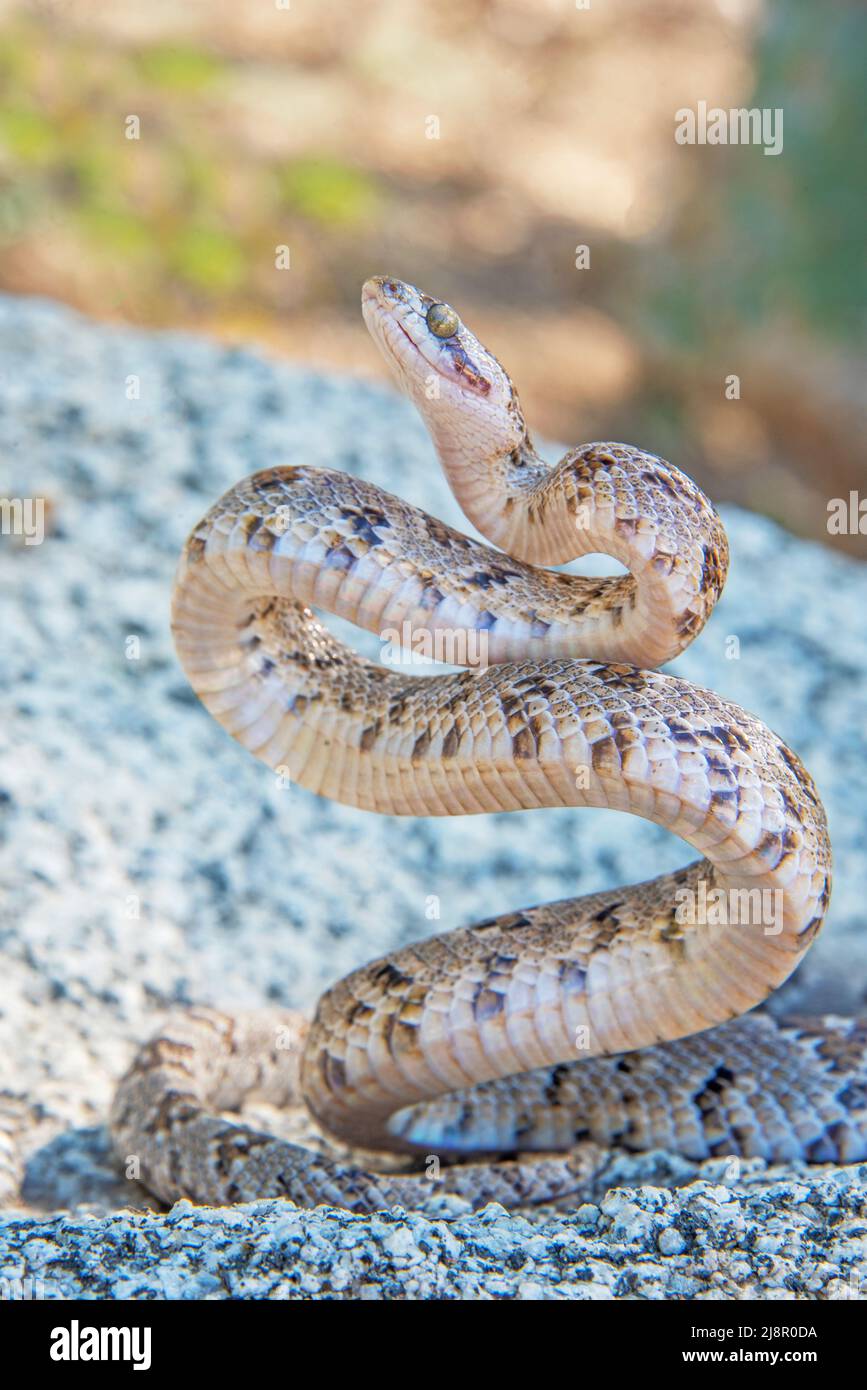lyre serpente pronto a colpire Foto Stock