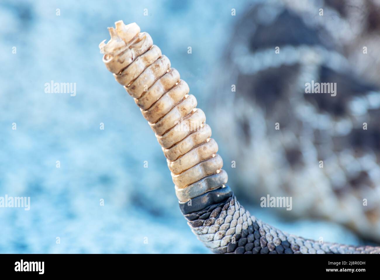 Wild Wester diamondback rattlesnake (Crotalus atrox) vista da primo piano Foto Stock