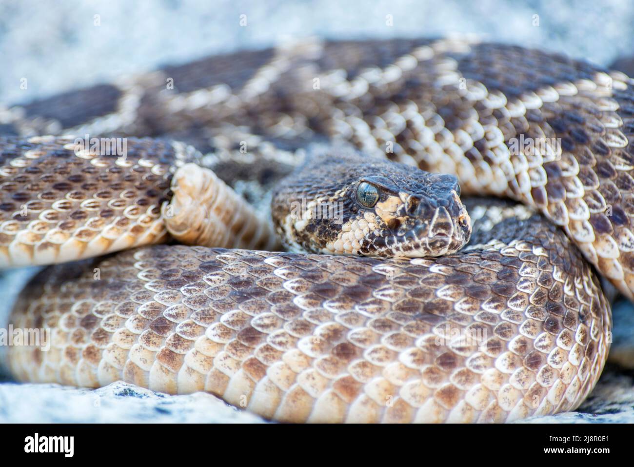 Wild Wester diamondback rattlesnake (Crotalus atrox) vista da primo piano Foto Stock