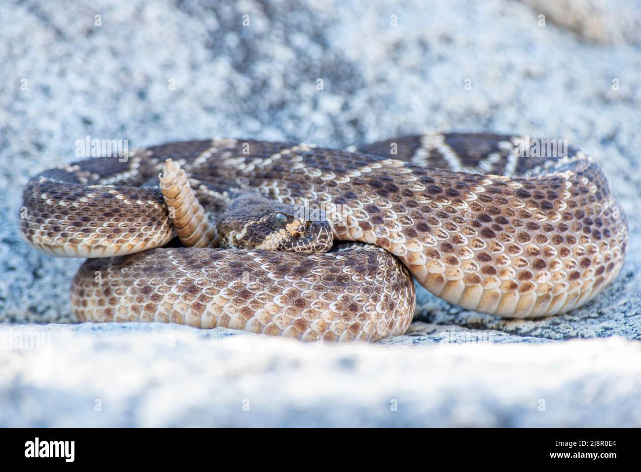 Wild Wester diamondback rattlesnake (Crotalus atrox) vista da primo piano Foto Stock