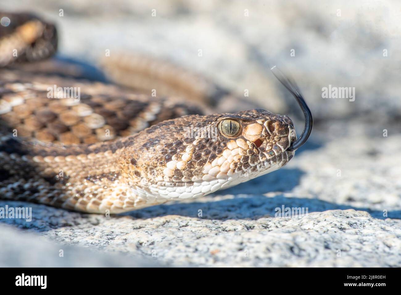 Wild Wester diamondback rattlesnake (Crotalus atrox) vista da primo piano Foto Stock