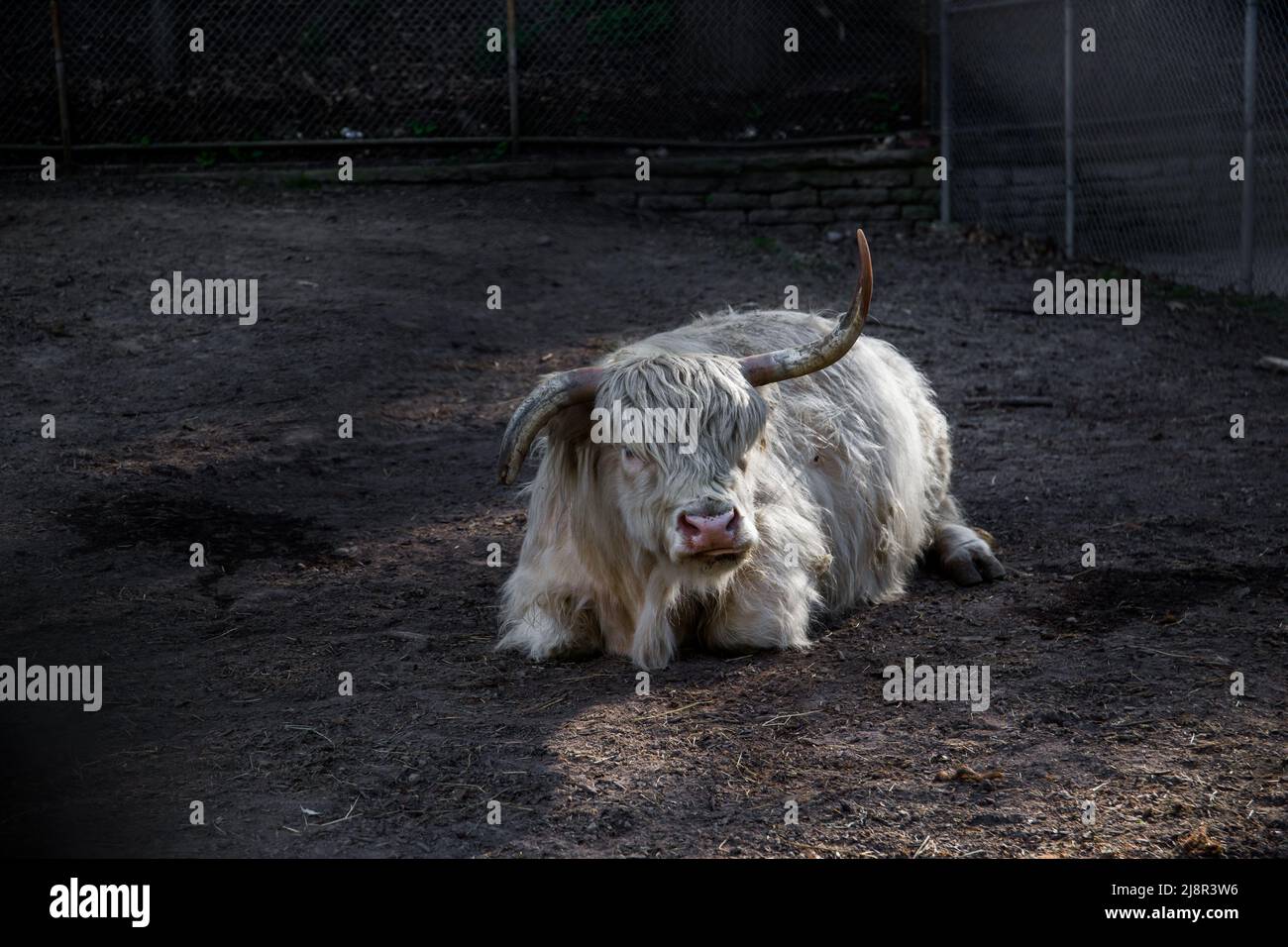 Il bestiame bianco delle Highland scozzesi riposa a terra. Animale da fattoria, vacca soffice in penna di bestiame Foto Stock Il bestiame bianco delle Highland scozzesi riposa a terra. Animale da fattoria, vacca soffice in penna di bestiame Foto Stock