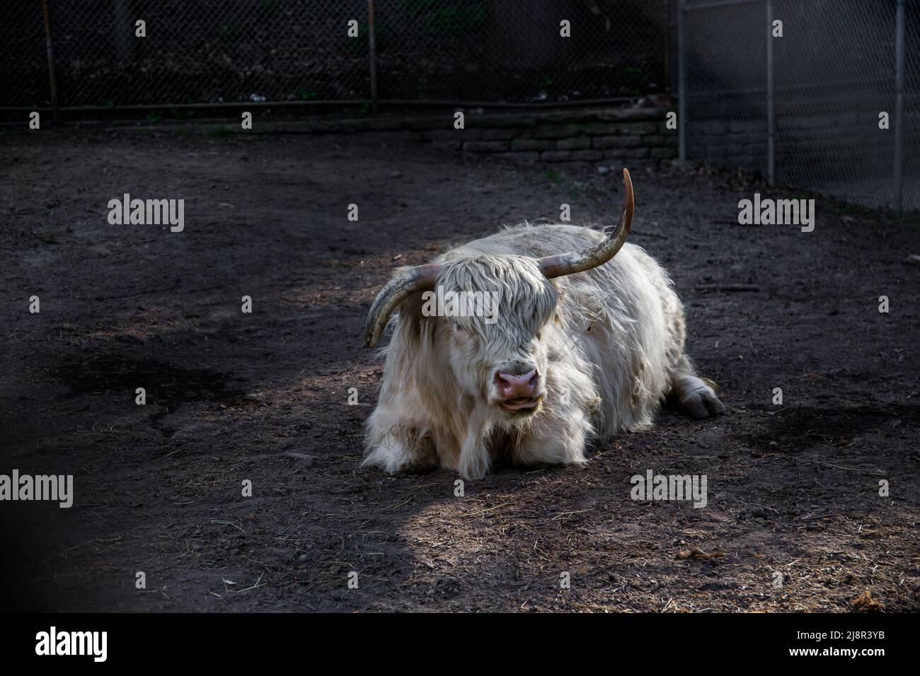 Il bestiame bianco delle Highland scozzesi riposa a terra. Animale da fattoria, vacca soffice in penna di bestiame Foto Stock Il bestiame bianco delle Highland scozzesi riposa a terra. Animale da fattoria, vacca soffice in penna di bestiame Foto Stock