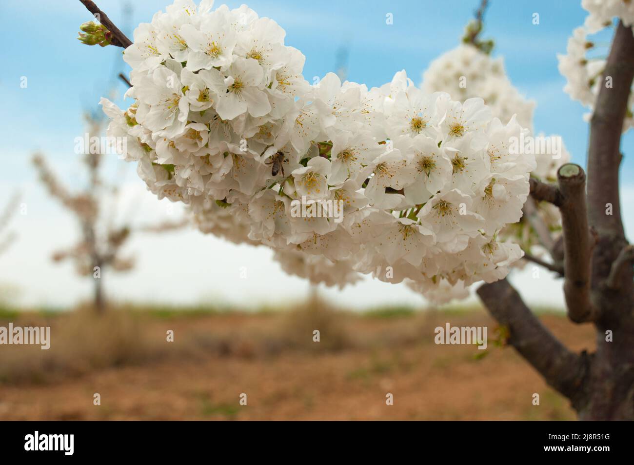 Ape del miele sui fiori di ciliegio immagini e fotografie stock ad alta ...