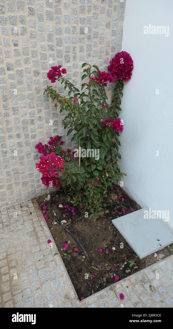 Piccolo arbusto di bougainvillea che cresce in un angolo patio mediterraneo nel villaggio andaluso Foto Stock