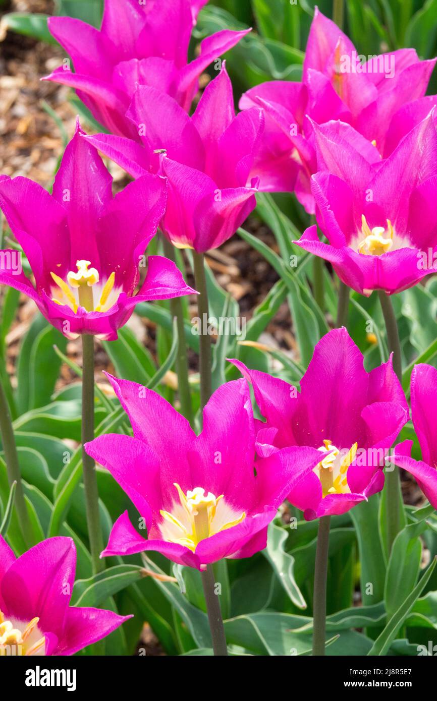 Lily gruppo Tulipani 'Purple Dream' Tulipa Foto Stock