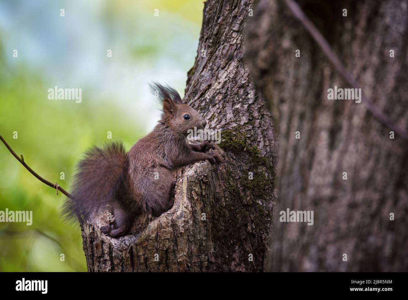 Il ritratto di un divertente scoiattolo nero sull'albero nel parco Foto Stock