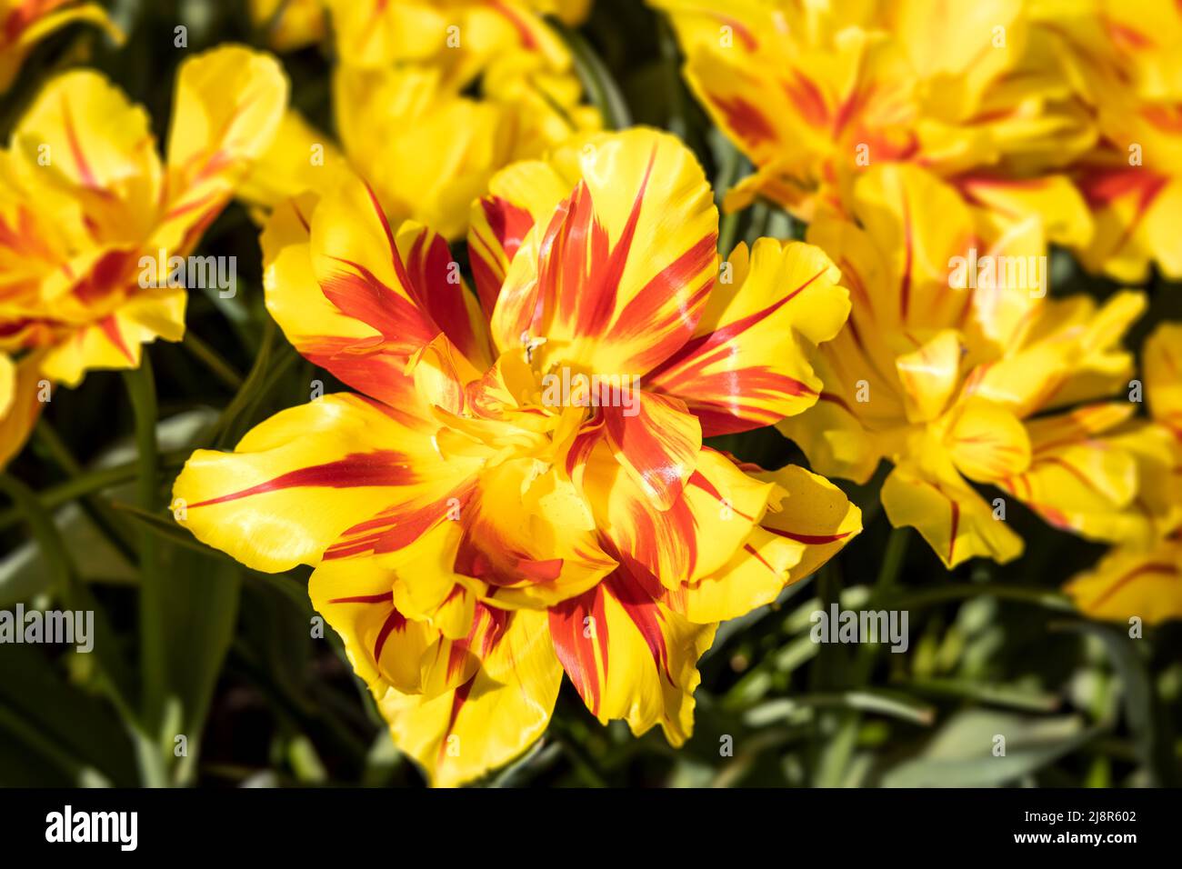 Primo piano giallo Rosso Tulip fiore sfondo per i vostri progetti. Foto Stock