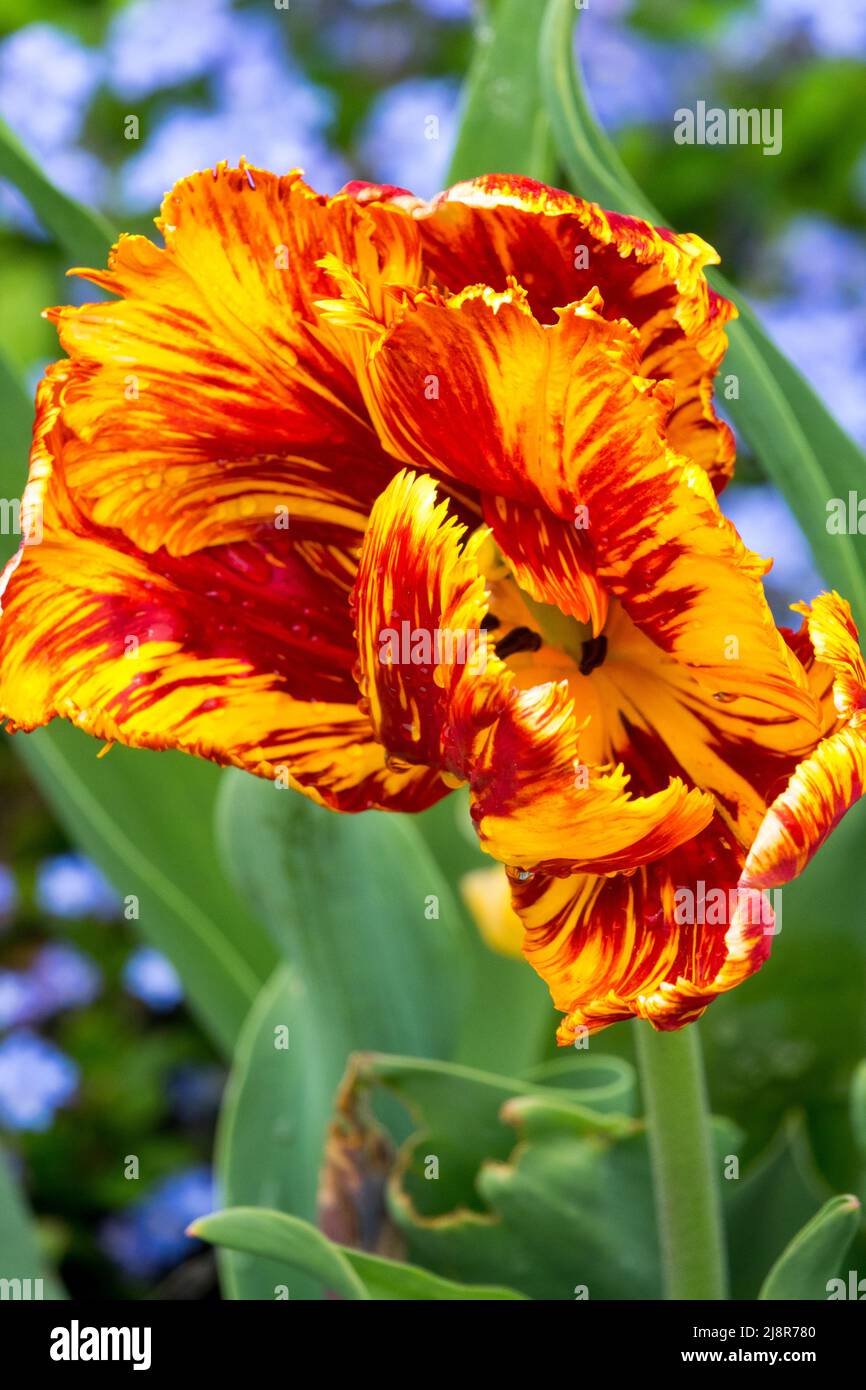 Giallo rosso Tulip in giardino primo piano ritratto fiore Tulip fiammeggiante pappagallo Foto Stock