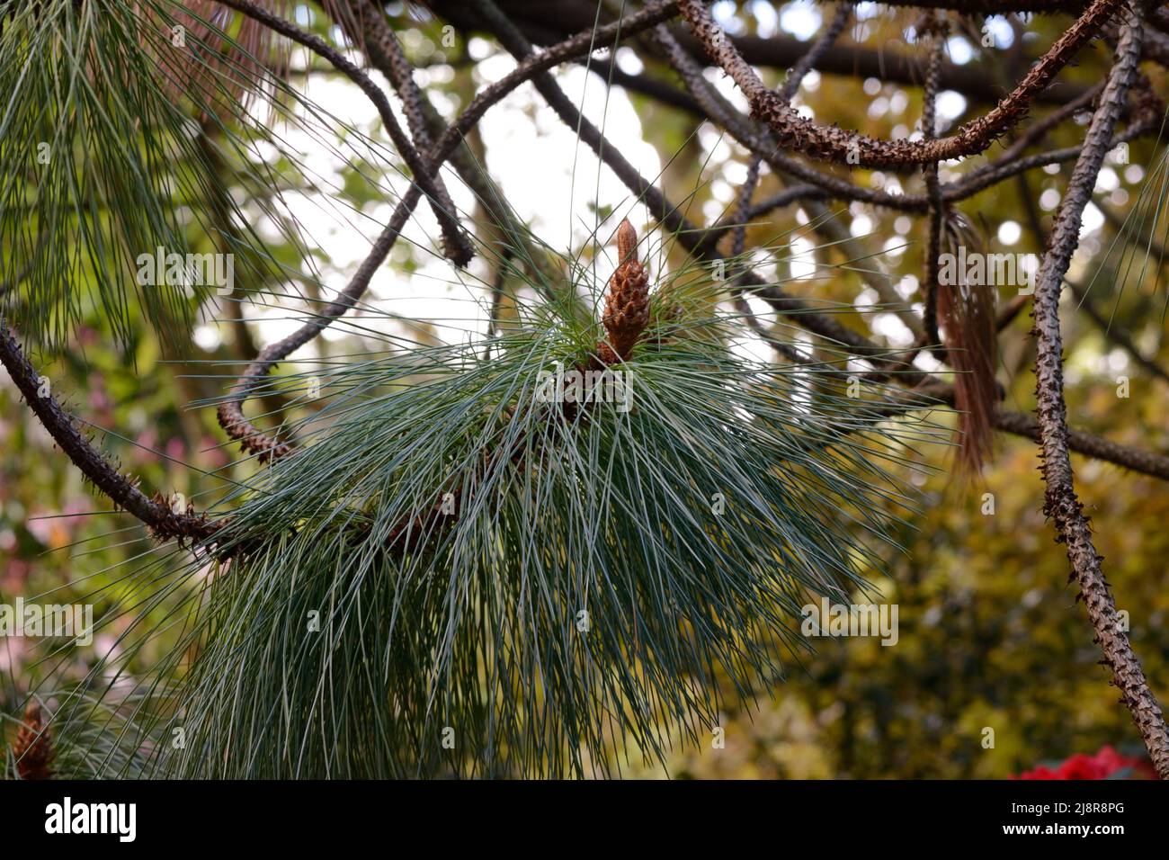 Ago lungo come foglie di Pinus montezuma albero Montezuma pino Foto Stock