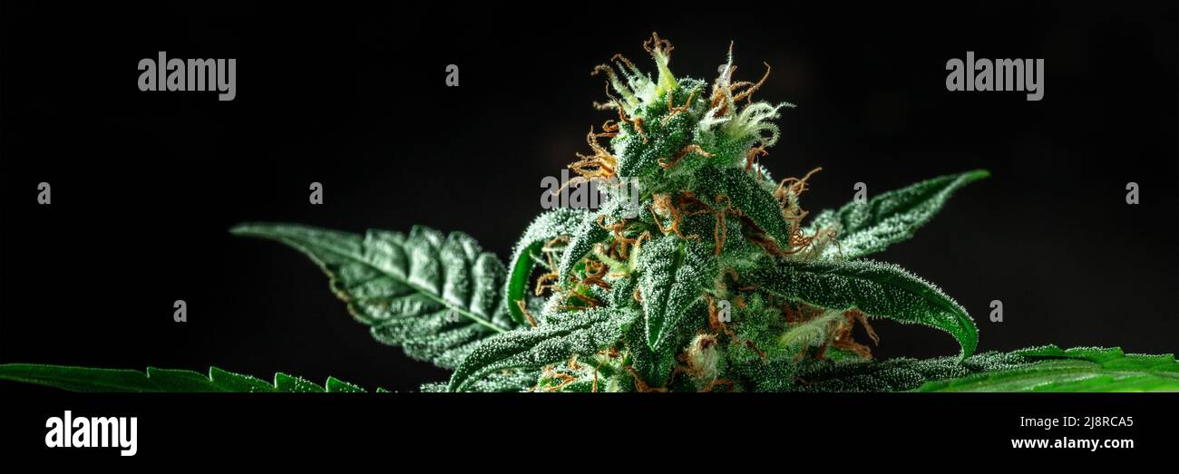 Panorama delle piante di cannabis, con stimmi bianchi e gialli e trichomi su sfondo nero Foto Stock