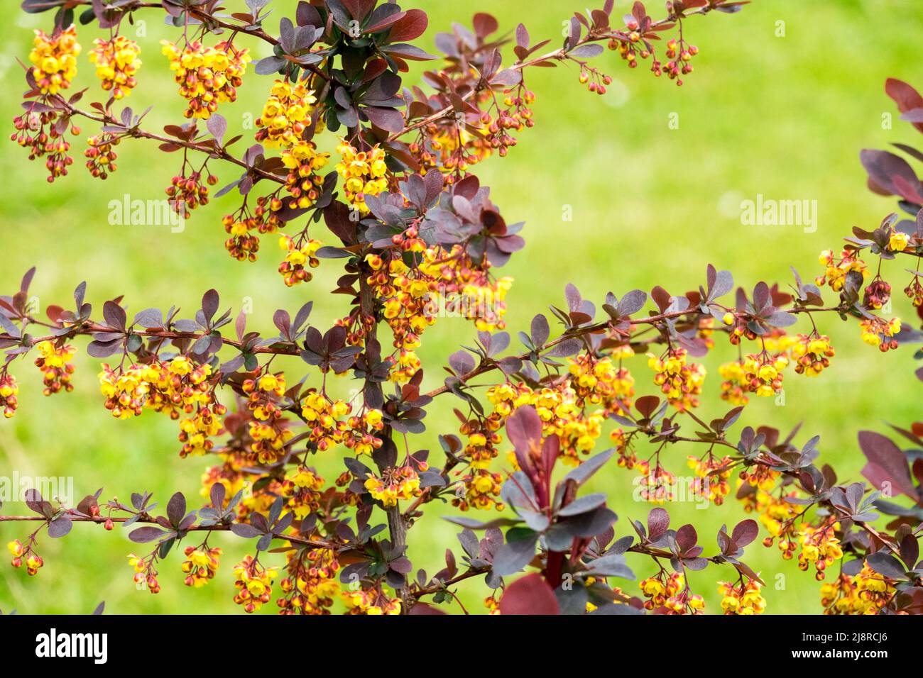 Berberis x ottawensis 'Superba' barberia giapponese arbusto fiorito in primavera Foto Stock