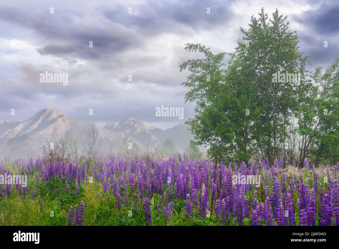 campo di lupino viola che fiorisce nella nebbia. bellissimo paesaggio naturale estivo al mattino. cresta alta tatra in lontananza. cielo nuvoloso Foto Stock