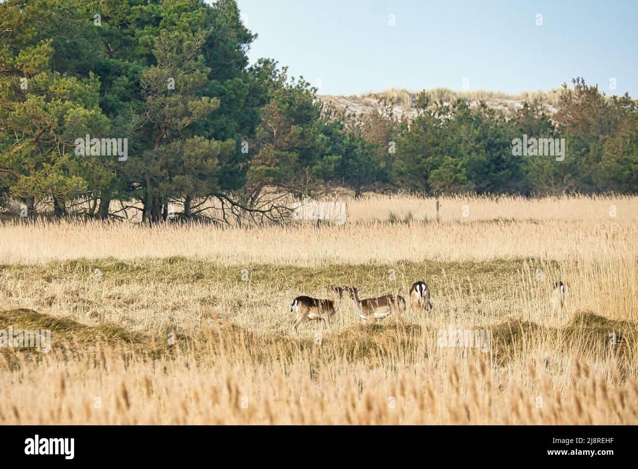 cervo vivente libero in bianco nero sul darss. Mammiferi che pascolano in Germania. Foto animali dalla natura Foto Stock