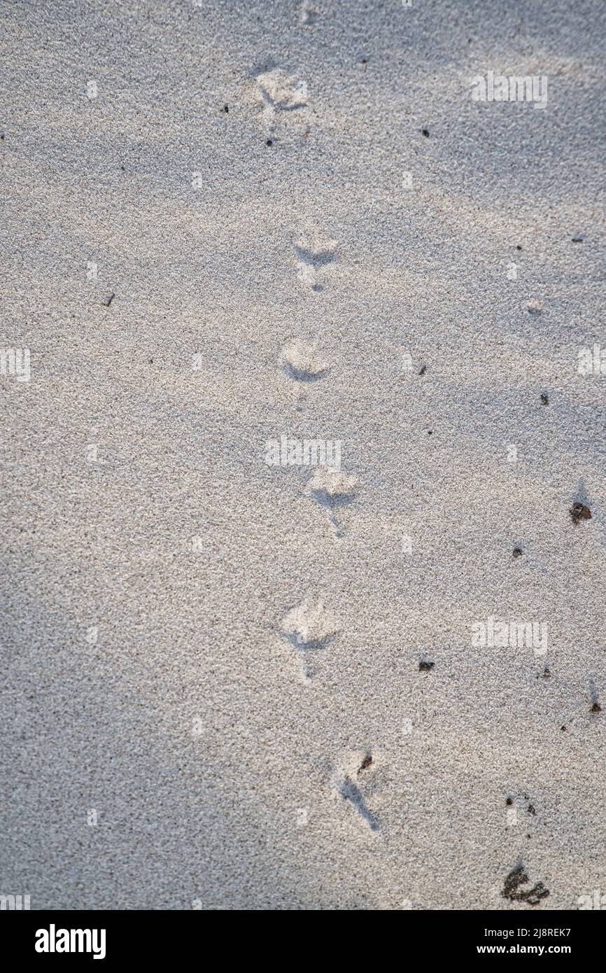 Percorso per uccelli sulla spiaggia del Mar Baltico. Impronta di uccelli. Foto animali dalla natura Foto Stock