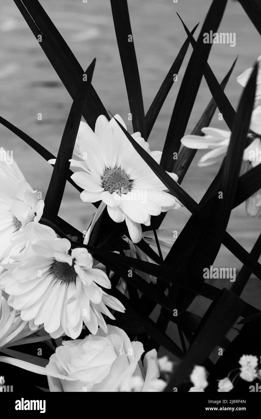 Bellissimo bouquet di margherite bianche e fiori in piena fioritura in bianco e nero. Foto Stock