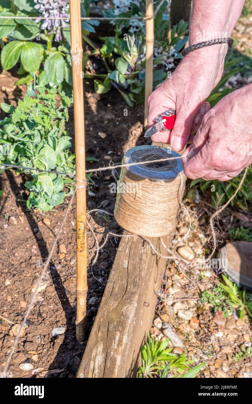 Donna che lavora in giardino - legatura stringa intorno canne per fornire supporto per le piante di fagioli. Foto Stock