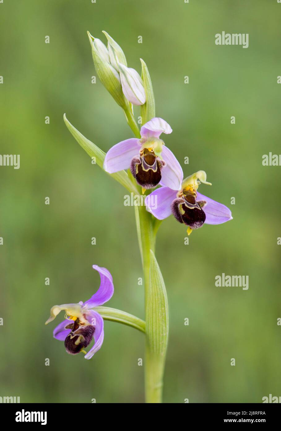 Orchidea delle api, apifera delle orchidee selvatiche in Andalusia, Spagna. Foto Stock