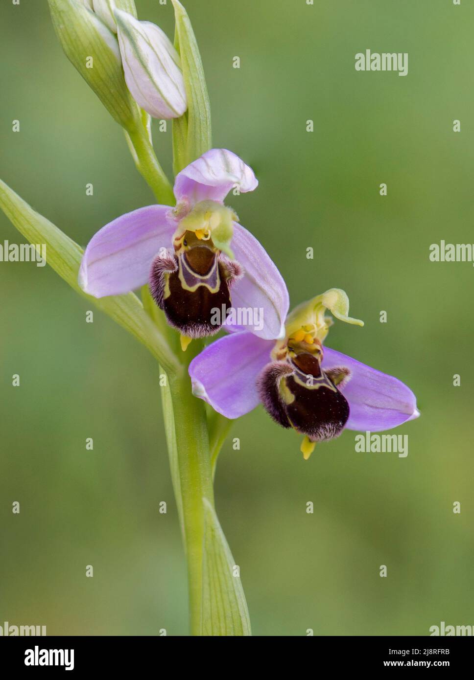 Orchidea delle api, apifera delle orchidee selvatiche in Andalusia, Spagna. Foto Stock
