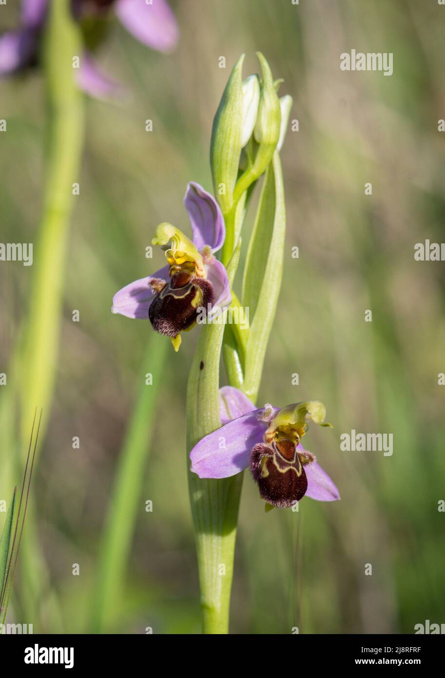 Orchidea delle api, apifera delle orchidee selvatiche in Andalusia, Spagna. Foto Stock