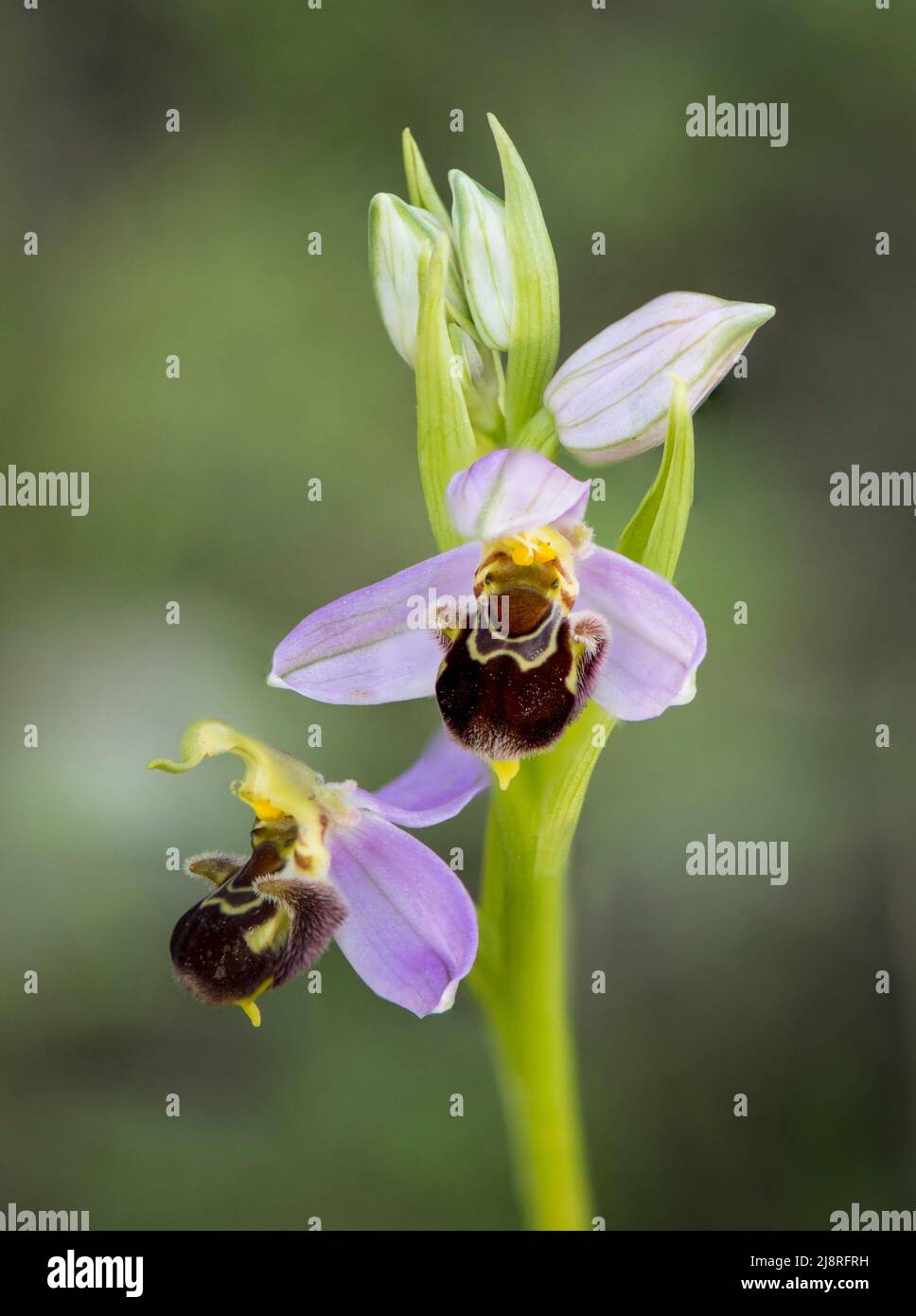 Orchidea delle api, apifera delle orchidee selvatiche in Andalusia, Spagna. Foto Stock