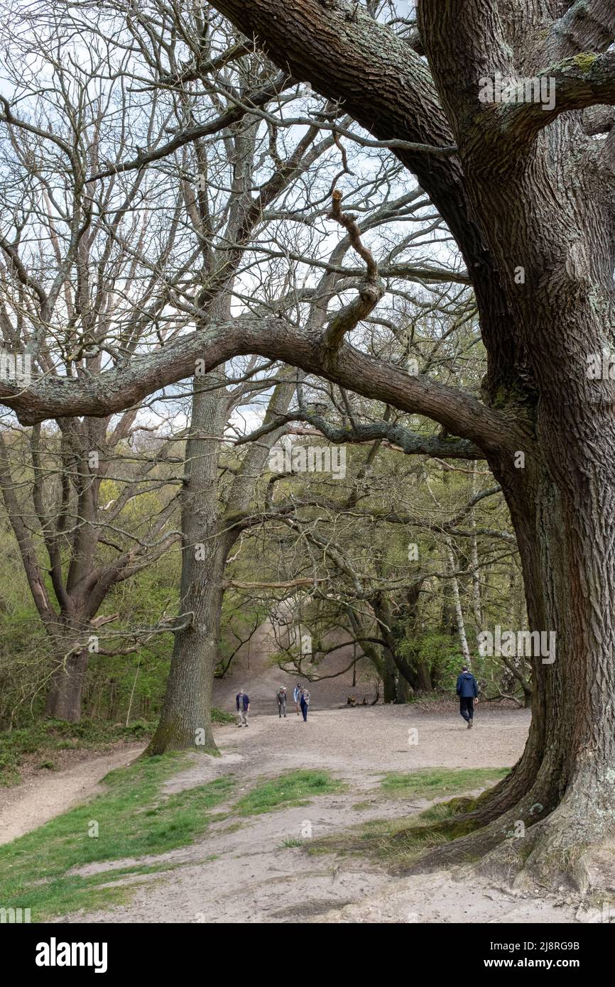 Hampstead Heath, London, Regno Unito Foto Stock