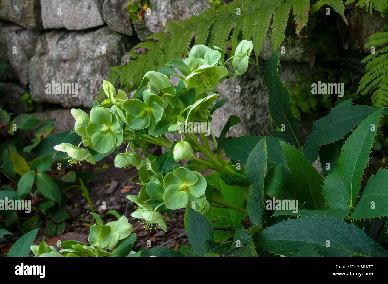 Sydney Australia, helleborus argutifolius fiorito verdastro o hellebore a foglia sacra, un Ranunculi originario della Corsica e della Sardegna. Foto Stock