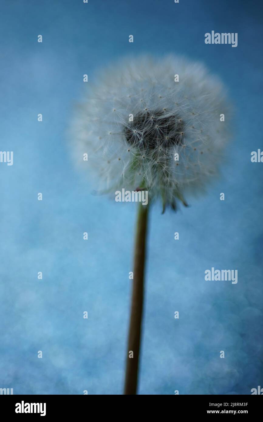 Soffice fiore di dente di leone su sfondo blu magico, carta d'arte. Foto Stock