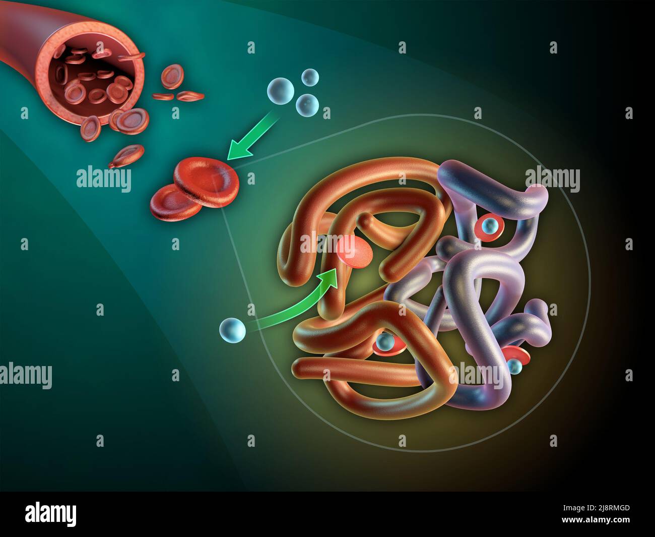 Struttura della molecola di emoglobina. 3D illustrazione. Foto Stock