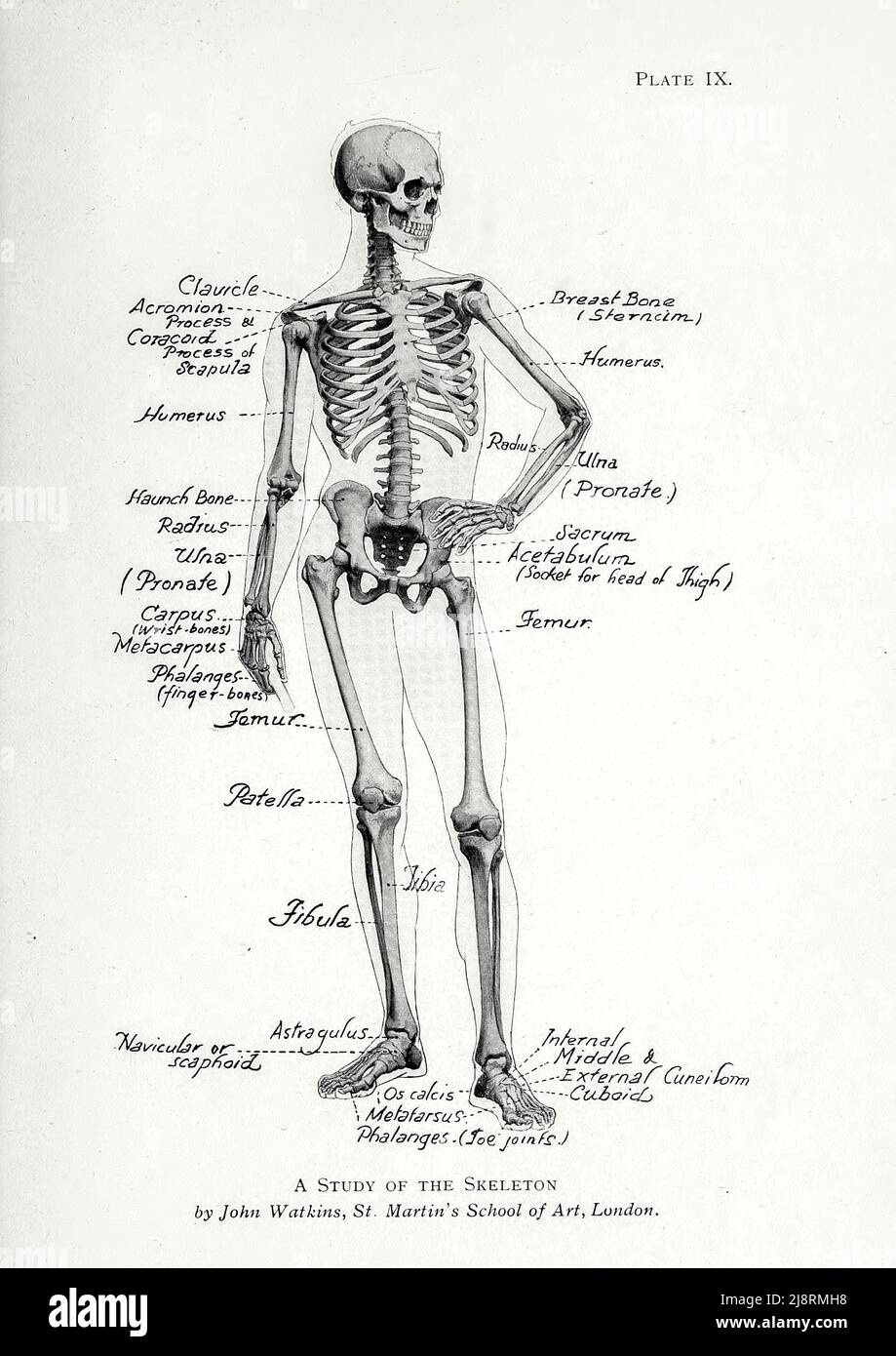 Studio dello scheletro umano di John Watkins, St. Martin's School of Art, Londra. Studio della figura maschile dal libro 'Studi della figura umana : con alcune note sul disegno e l'anatomia' di George Montague Ellwood, e Francis Rowland Yerbury, anno di pubblicazione 1918 Editore Londra : B.T. Batsford Foto Stock