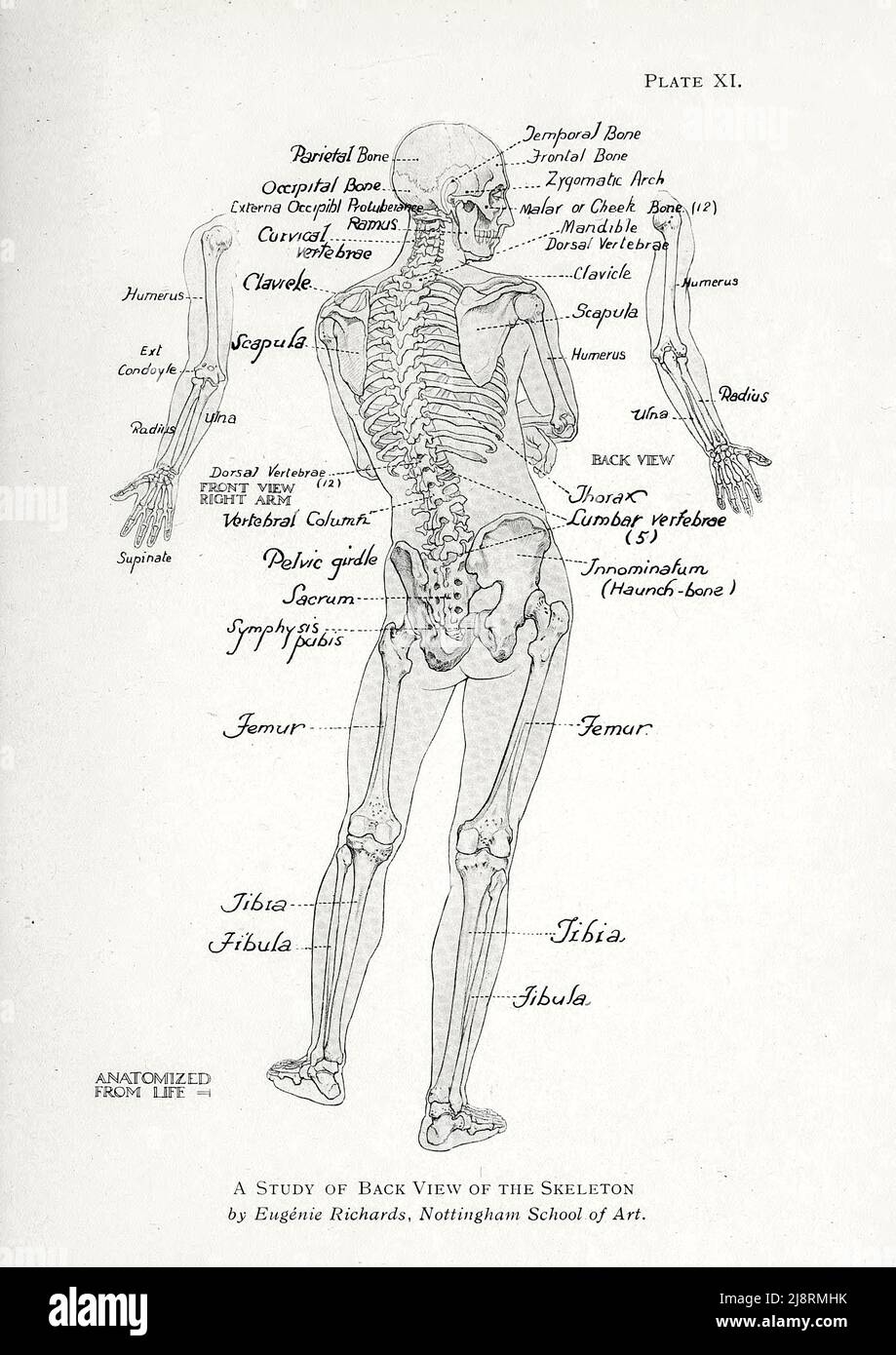 Uno studio di Back View of the Human Skeleton di Eugenie Richards, NottingJiani School of Art. Studio della figura maschile dal libro 'Studi della figura umana : Con alcune note sul disegno e l'anatomia ' di George Montague Ellwood, e Francis Rowland Yerbury, anno di pubblicazione 1918 Editore Londra : B.T. Batsford Foto Stock