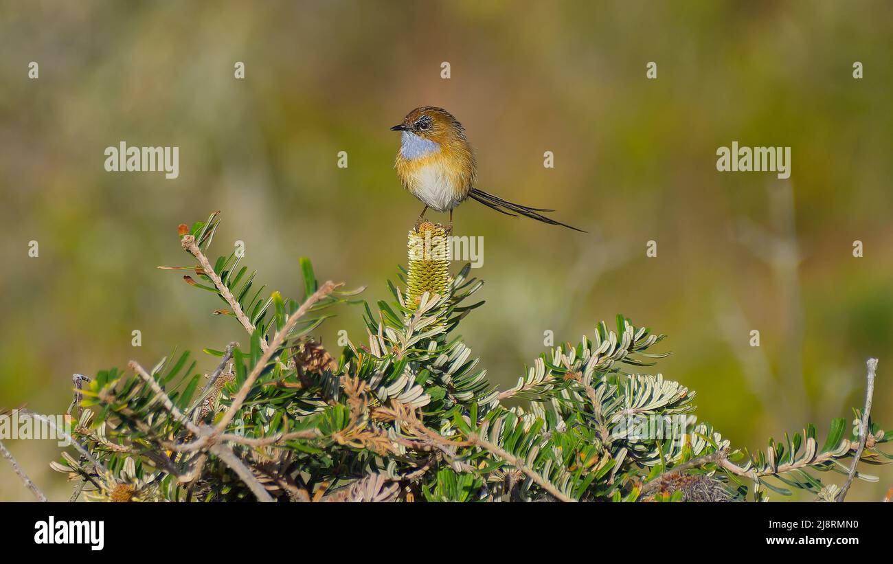 Maschio Sud EMU-Wren seduto su fiore giallo Banksia, Capo Rocky, Tasmania, Australia Foto Stock