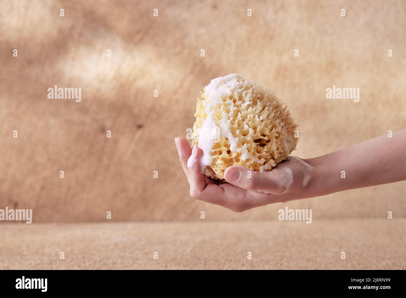 Mani donne che tengono spugna marina naturale con schiuma su sfondo beige. Foto Stock