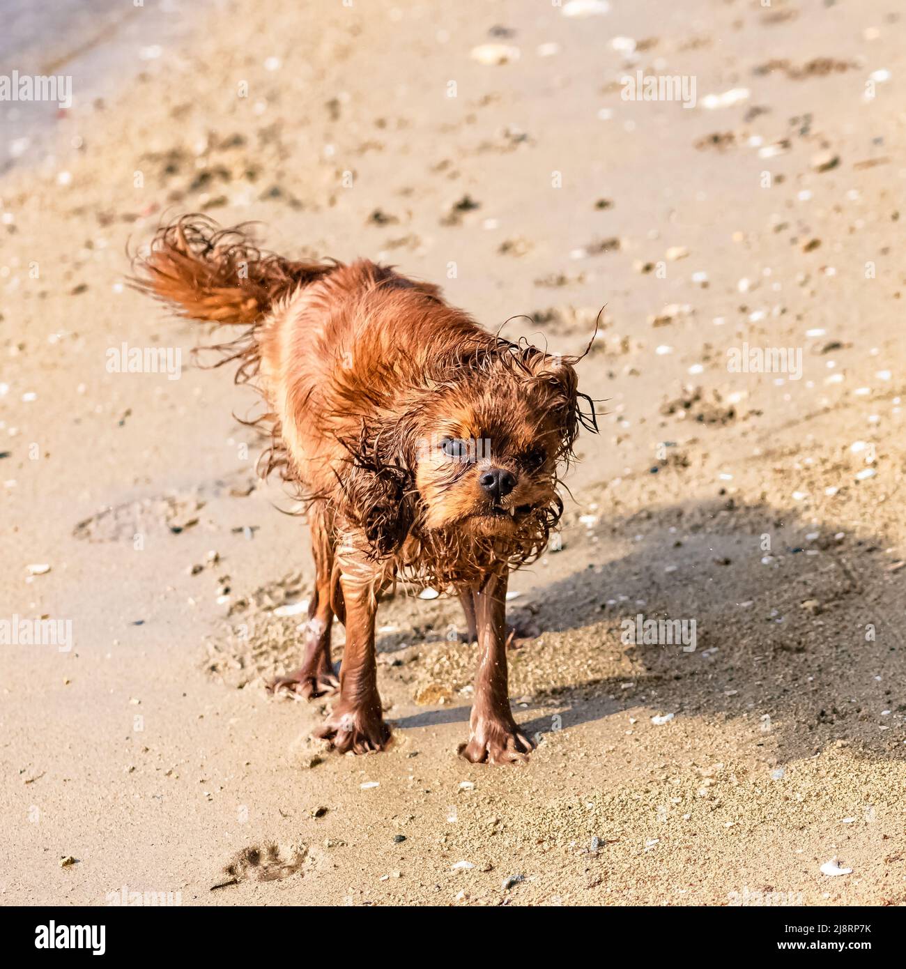 Un cane cavalier re carlo, un cucciolo di rubino che snord come esce dall'acqua, sulla spiaggia Foto Stock